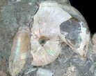 Iridescent Hoploscaphites Ammonite Specimen - South Dakota #38966-2